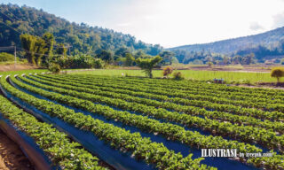 agrikultur dalam negara berkembang