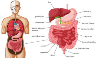 Mekanisme Pencernaan Makanan
