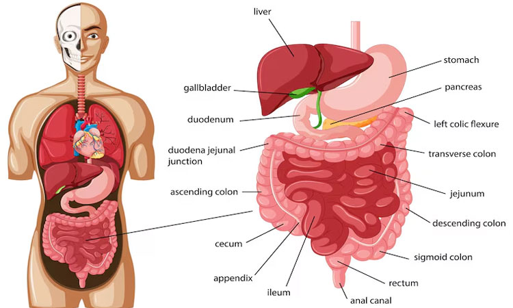 Mekanisme Pencernaan Makanan